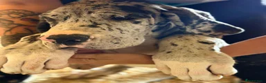 Dogo Alemán 3