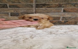 Caniche Toy perros en venta: Hembra caniche toy - Imagen 1