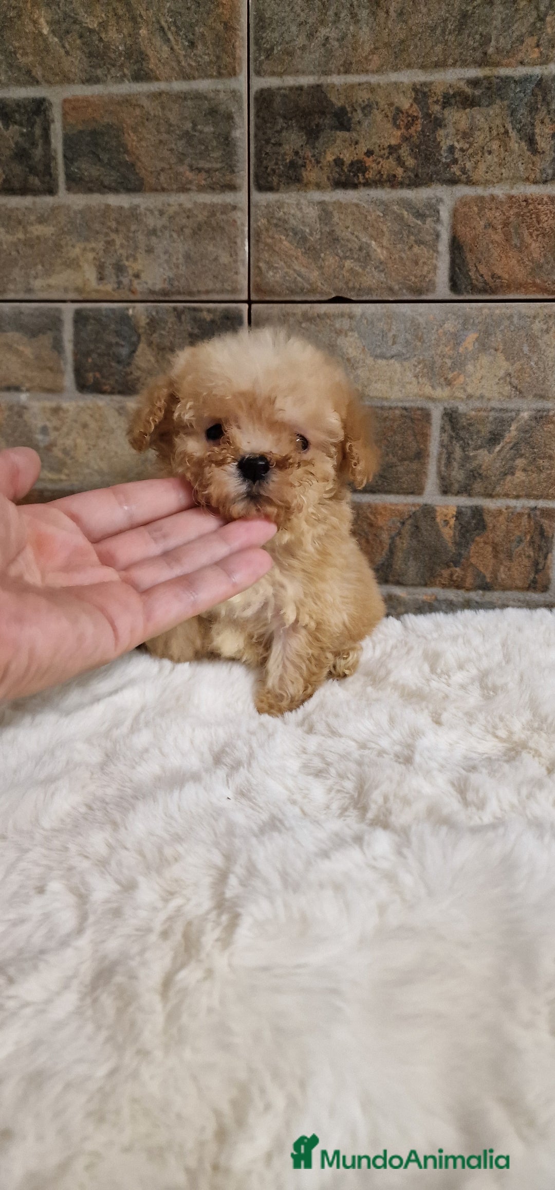 Caniche Toy perros en venta: Hembra caniche toy - Imagen 1