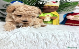 Caniche Toy perros en venta: CANICHE TOY - Anuncio 8