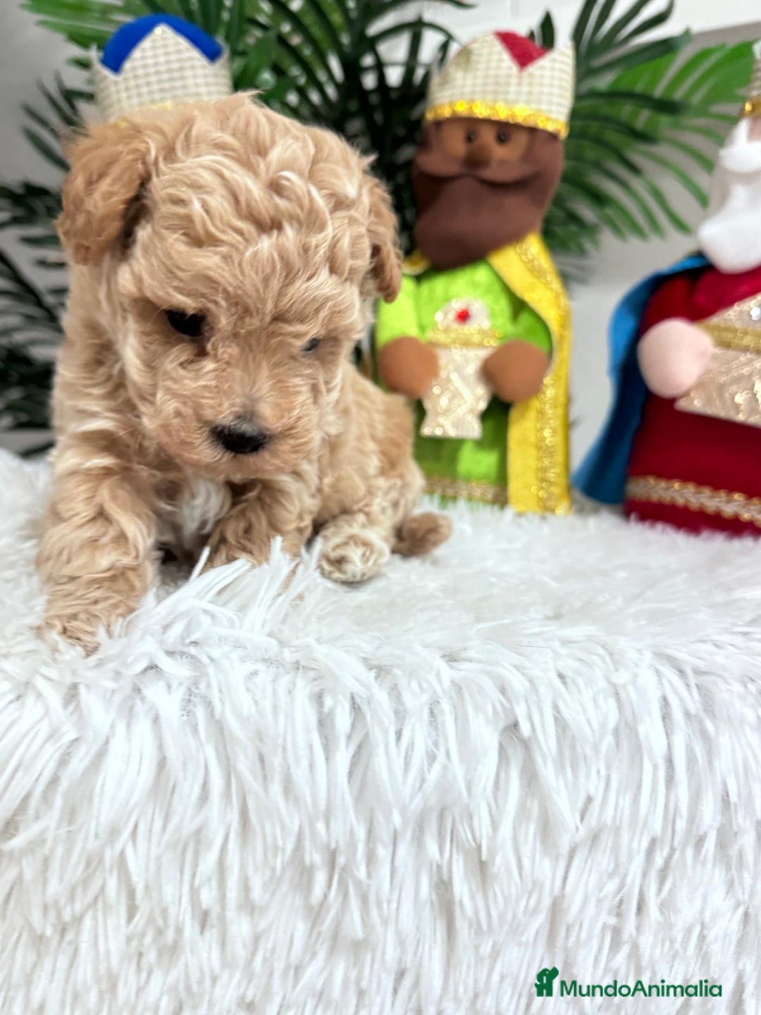 Caniche Toy perros en venta: CANICHE TOY - Anuncio 8