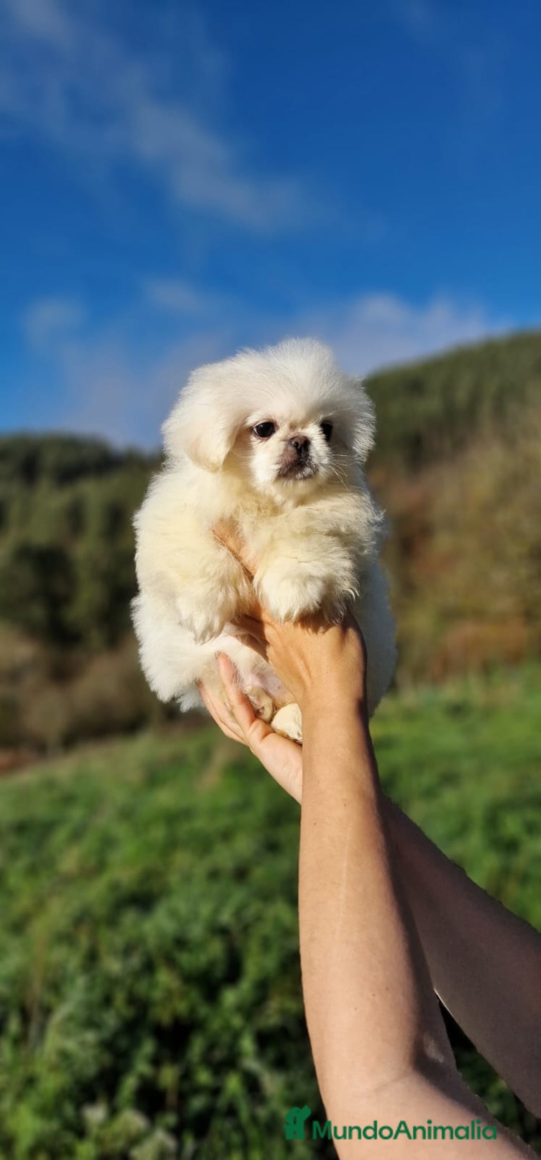 Pekinés perros en venta: Hembras Pekinés Imperial  - Anuncio 2