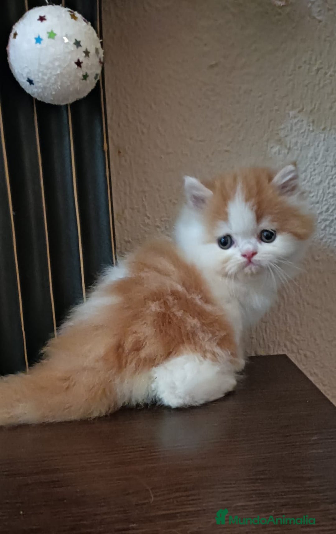 Persa gatos en venta: Gatos persas - Anuncio 3