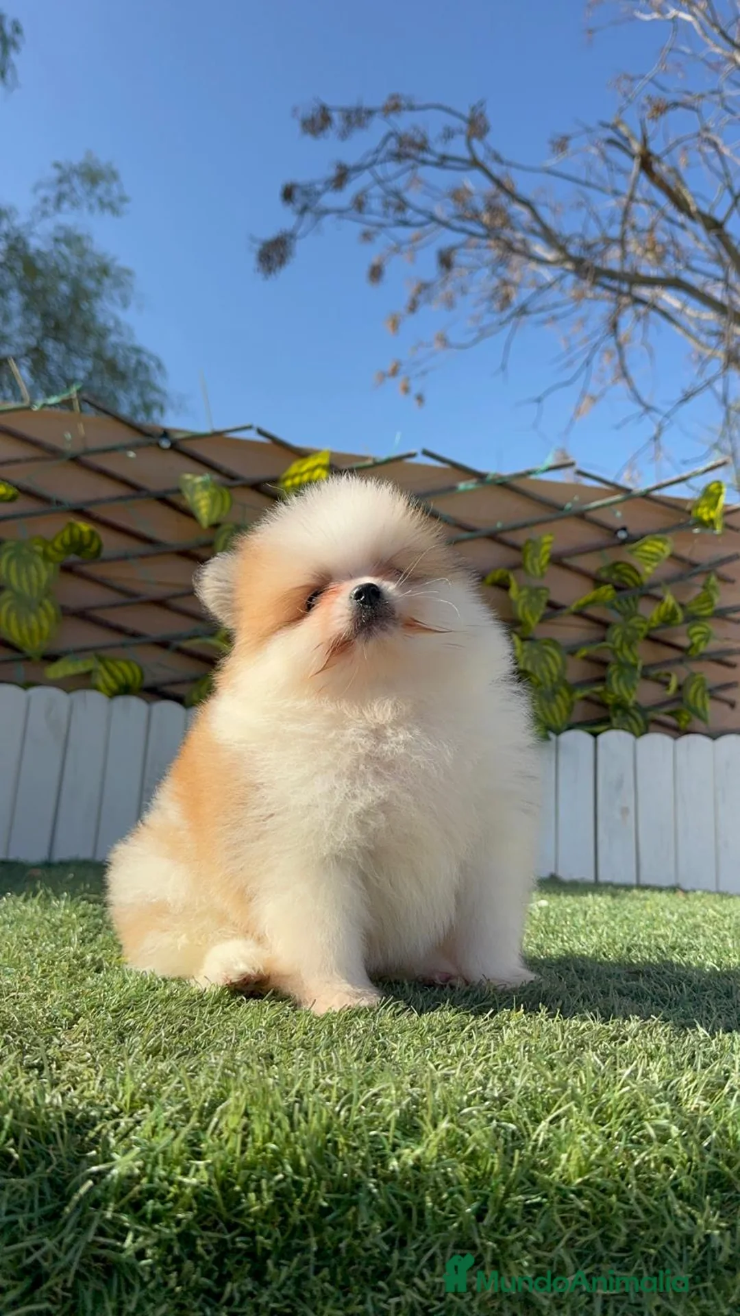 Pomerania perros en venta: POMERANIA - Anuncio 13