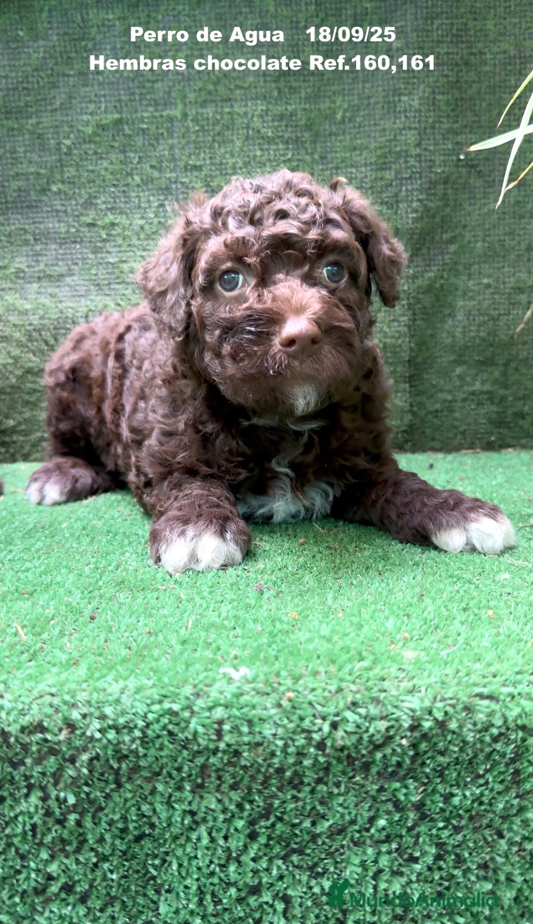 Perro de Agua Español perros en venta: Perro de Agua Español - Imagen 5