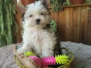 Biewer Yorkshire Terrier a la Pom Pon perros Cachorros Yorkshire color exóticos miniatura - Anuncio 1