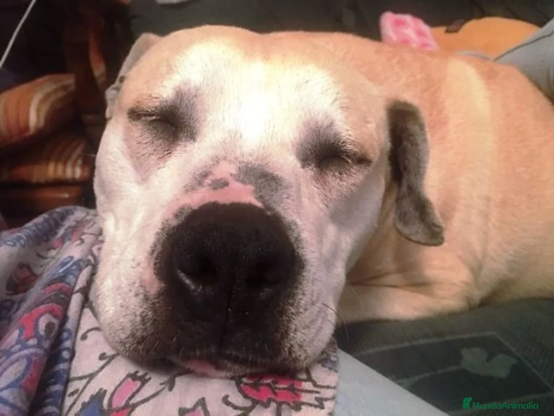 Raza Mixta perros en adopcion: KARLA, STAFFY EN ADOPCIÓN en Madrid - Anuncio 3