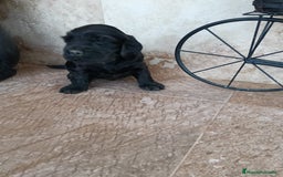 Cocker Spaniel Inglés perros en venta: COCKERS - Imagen 5