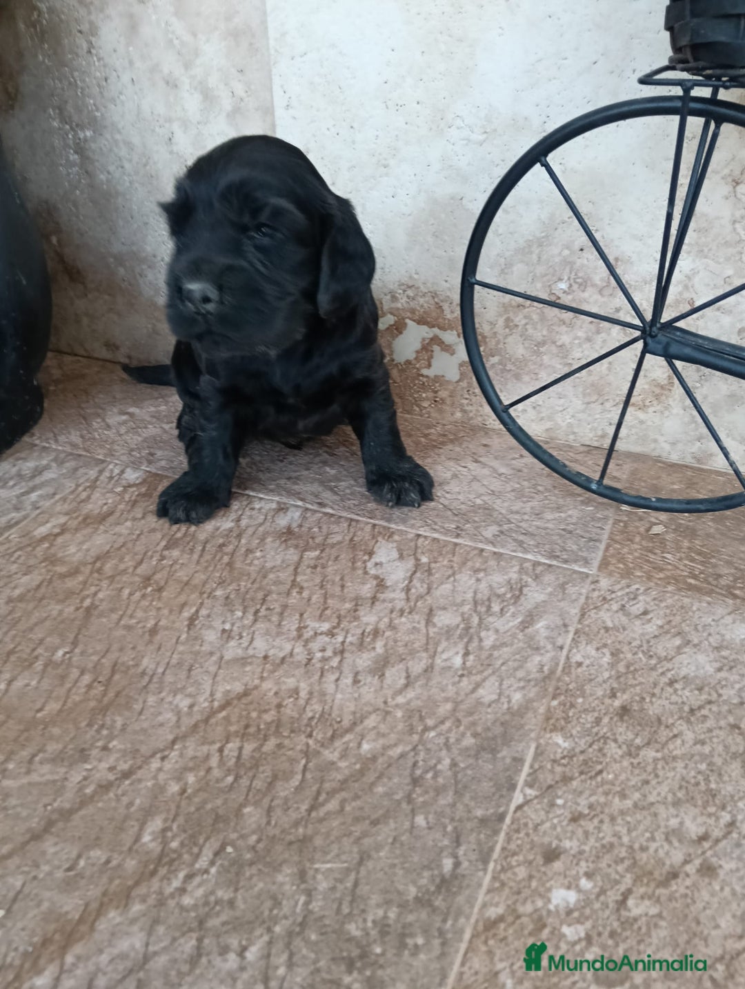 Cocker Spaniel Inglés perros en venta: COCKERS - Imagen 5