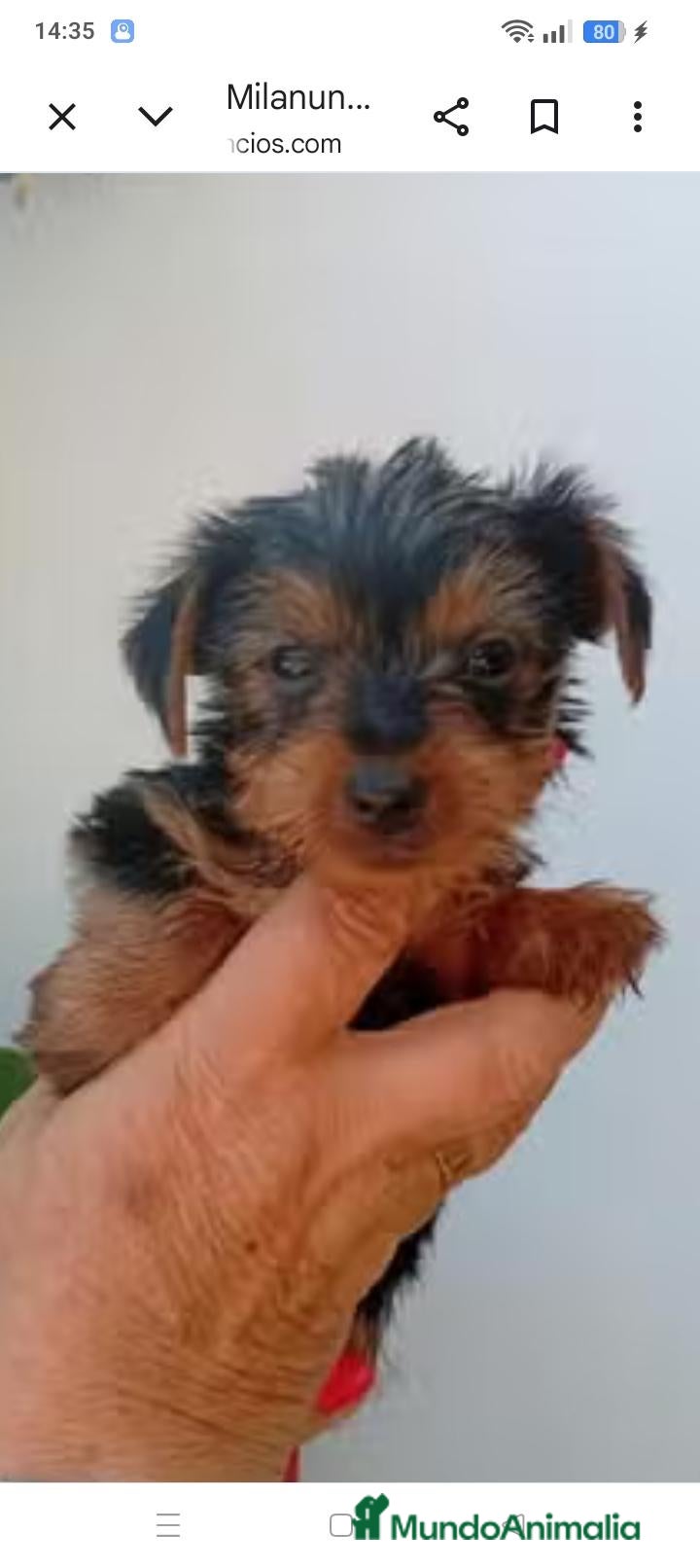 Yorkshire Terrier perros Yorkshire toy - Anuncio 2
