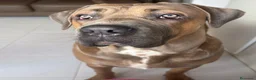 Cane Corso perros para monta: Cane corso Para Montas - Anuncio 3