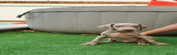 Braco de Auvernia perros en venta: Braco de weimar de máxima calidad. - Anuncio 2