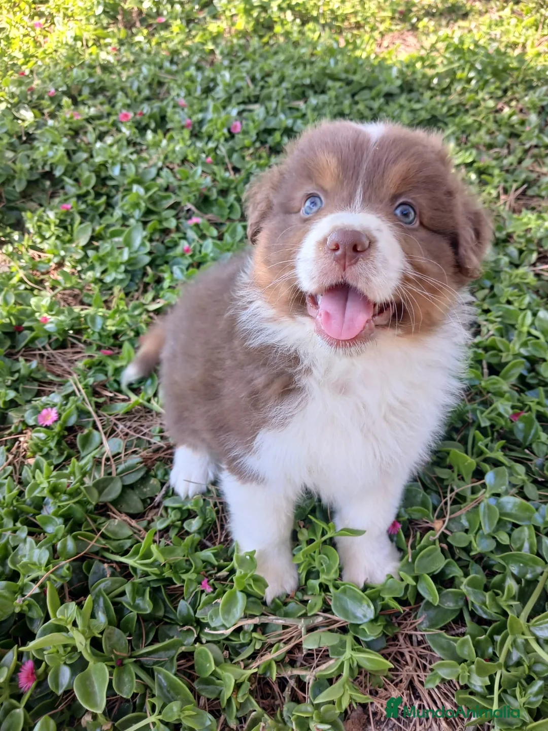 Pastor Australiano perros en venta: PASTOR AUSTRALIANO  - Anuncio 2