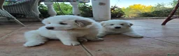 Perro de Montaña de los Pirineos perros en adopcion: Cedo cachorros de perro de montaña de los Pirineos - Anuncio 1