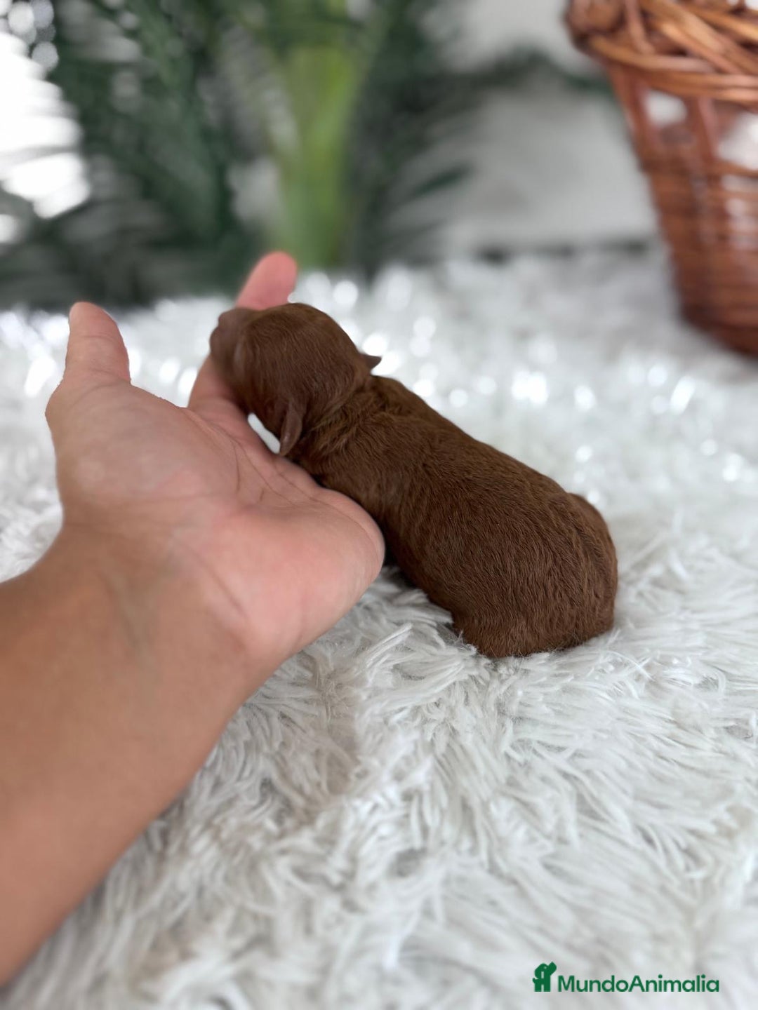 Caniche Toy perros en venta: CANICHE ROJO - Anuncio 5