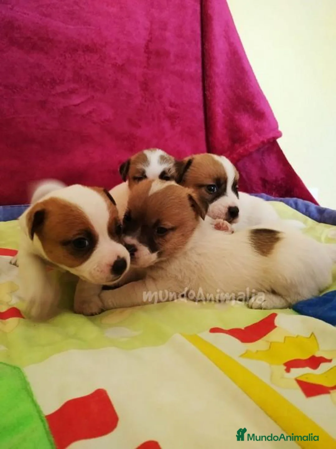 Imagen de galería {{count}}