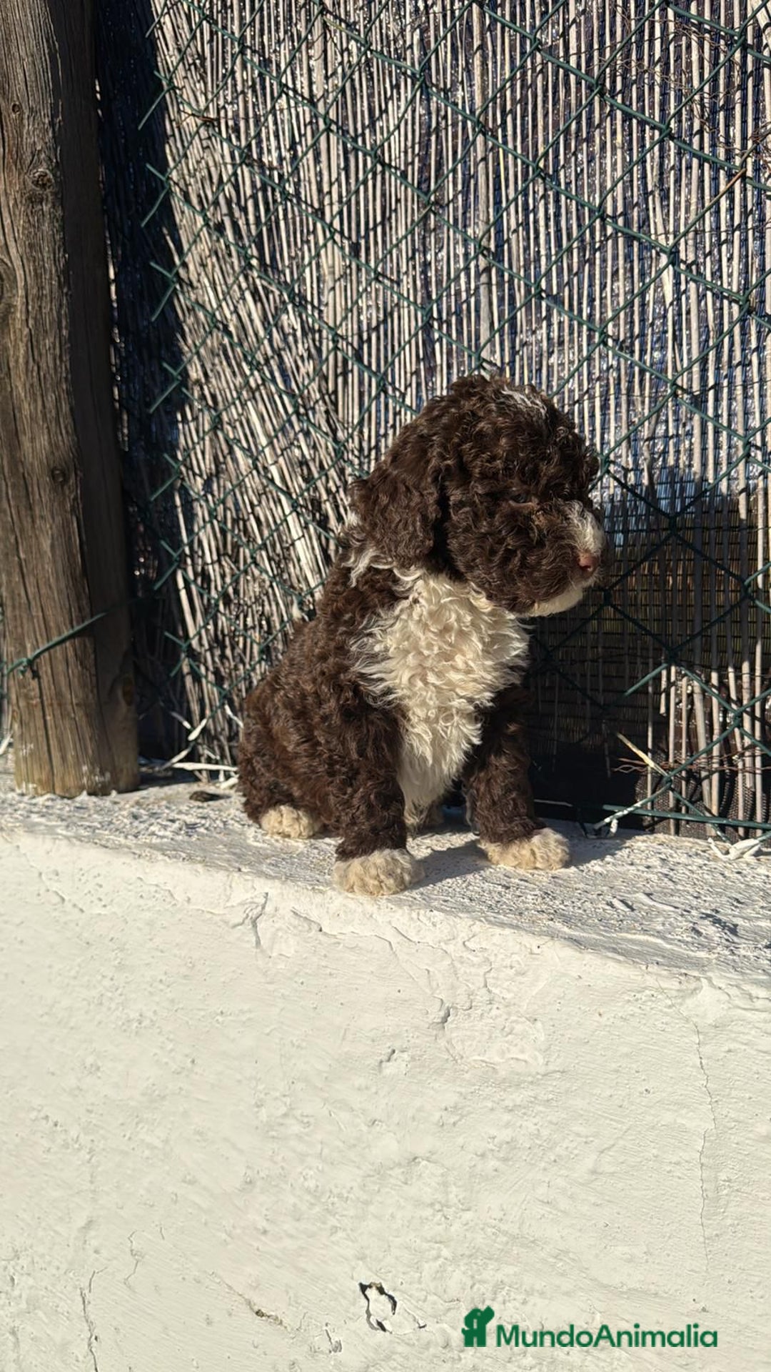 Perro de Agua Español perros en venta: PERRO DE AGUA - Anuncio 1