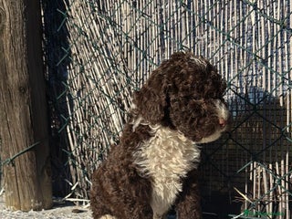 Perro de Agua Español perros PERRO DE AGUA - Anuncio 1