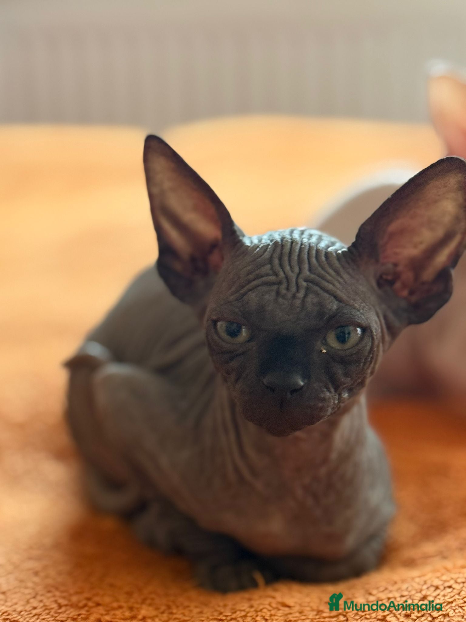 Sphynx gatos Gatita sphynx color negro! - Anuncio 2