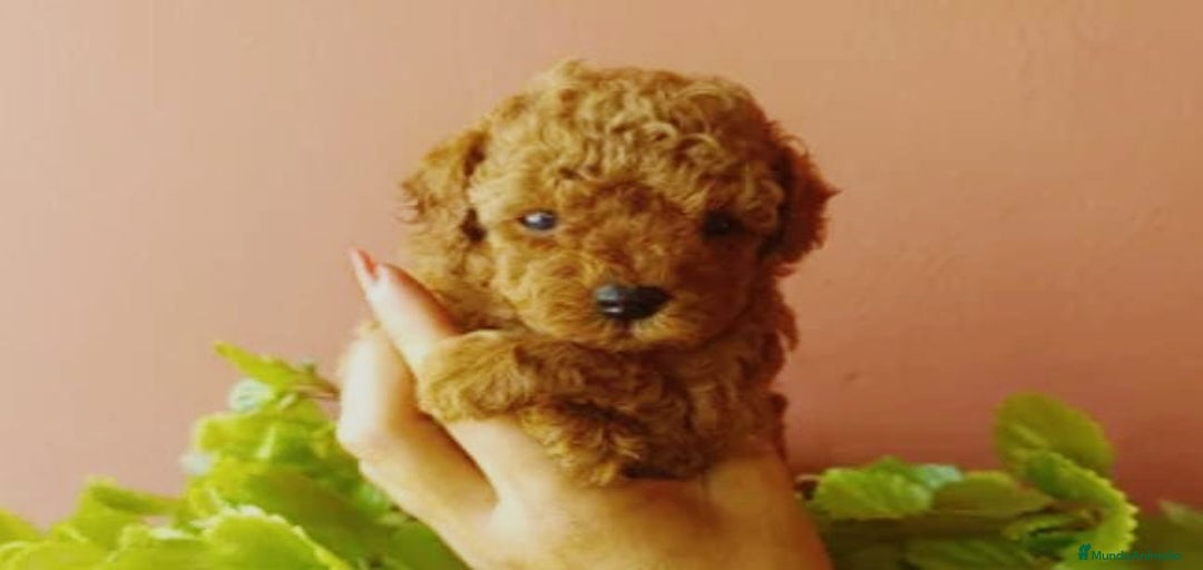 Imagen de galería {{count}}