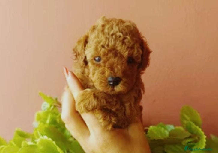 Imagen de galería {{count}}