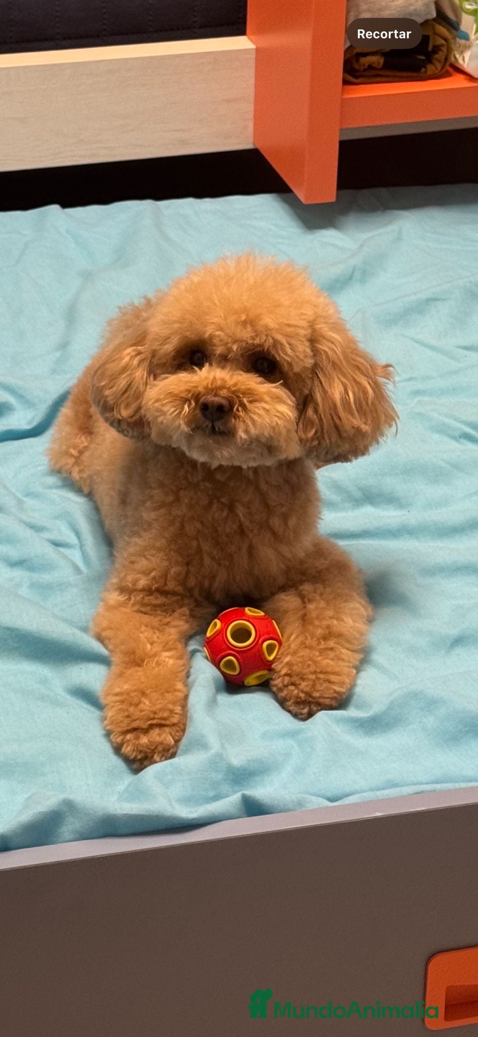 Caniche Toy perros Caniche Toy 641387649 - Anuncio 5
