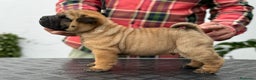 Shar Pei perros en venta: LOS BEBES SHAR PEI MAS BONITOS en Málaga - Anuncio 6