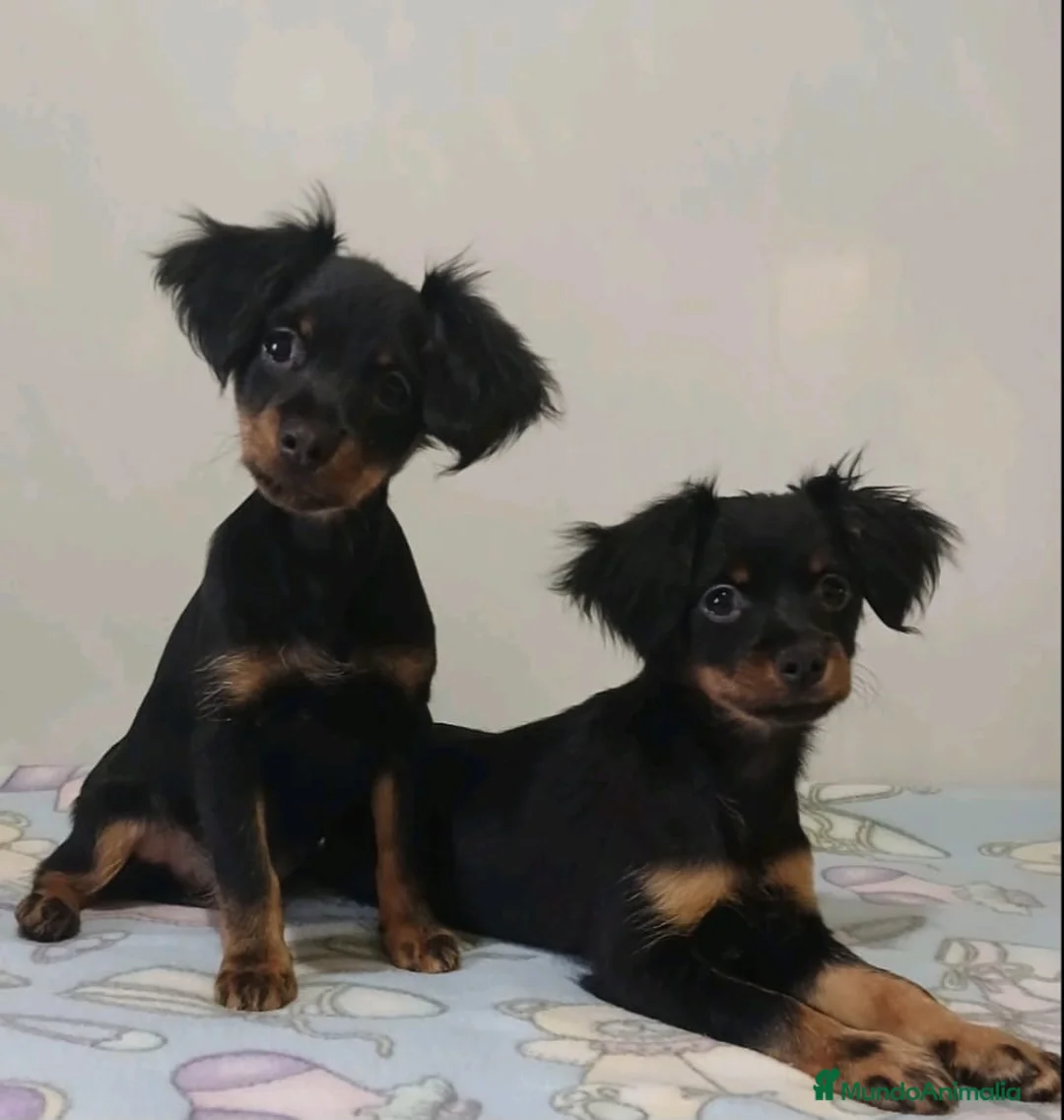 Pequeño Perro Ruso perros en venta: Cachorros Toy Ruso pelo largo  - Anuncio 2