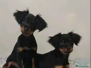 Pequeño Perro Ruso perros Cachorros Toy Ruso pelo largo - Anuncio 22