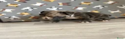 Bulldog Francés perros en venta: Bulldog frances - Anuncio 5