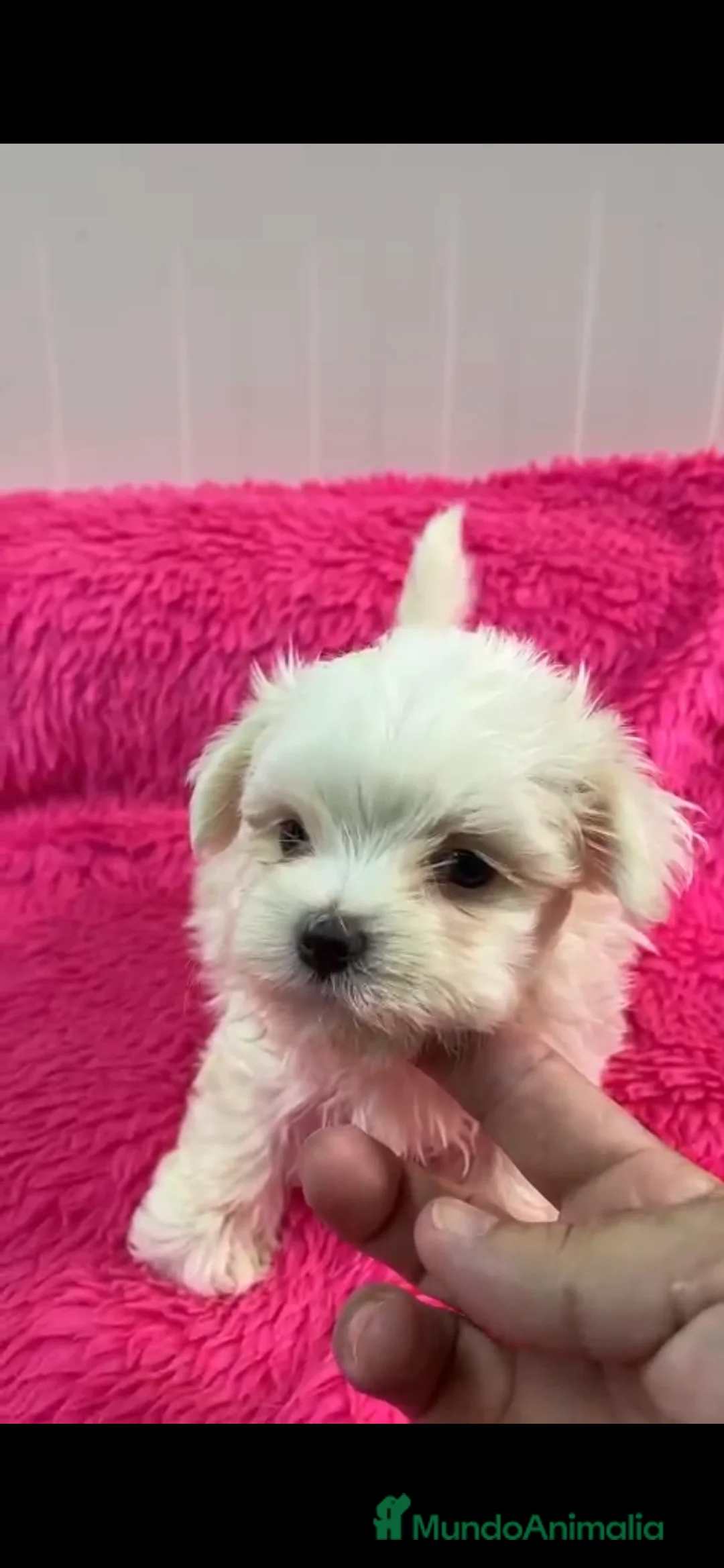 Bichón Maltés perros en venta: Camada de bichon maltes toy en Almería - Anuncio 3