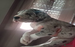 Dogo Alemán perros en venta: Dogo Alemán (Gran Danés)  - Imagen 1