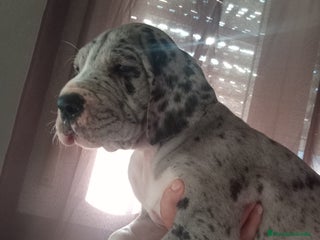 Dogo Alemán perros - Anuncio 2