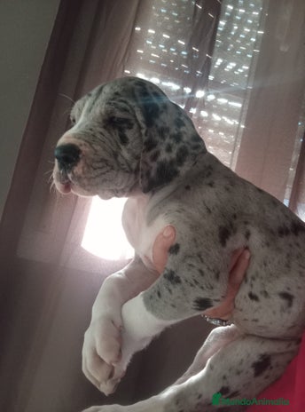 Dogo Alemán perros - Anuncio 1