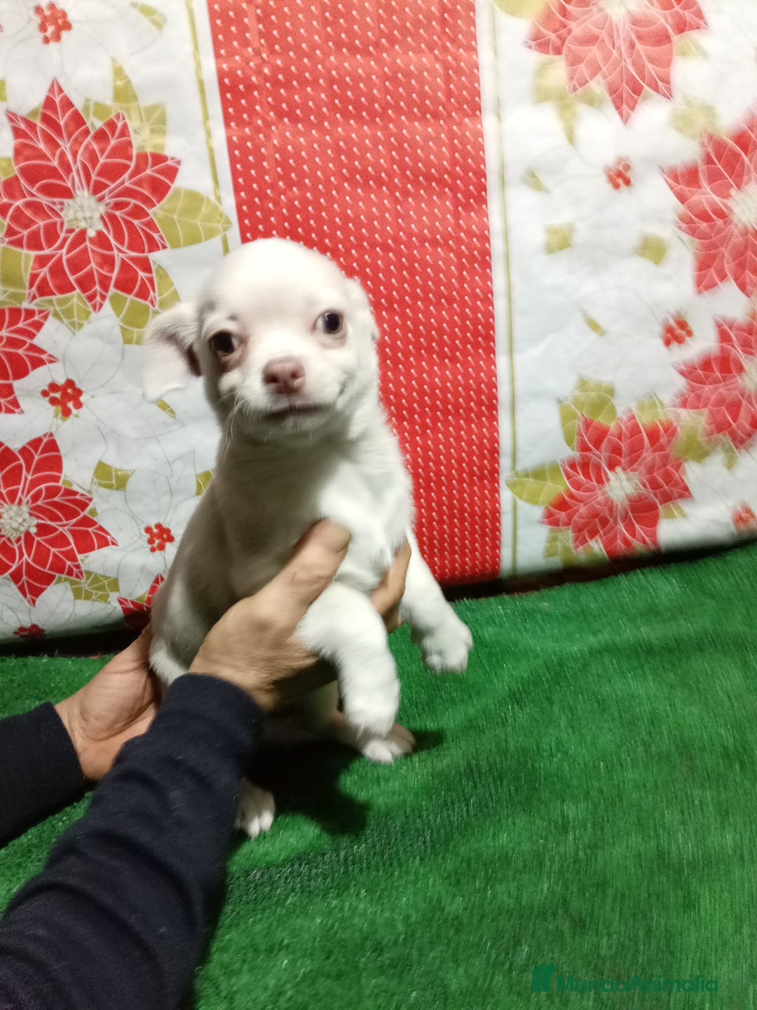 Chihuahua perros en venta: Chihuahua - Anuncio 2