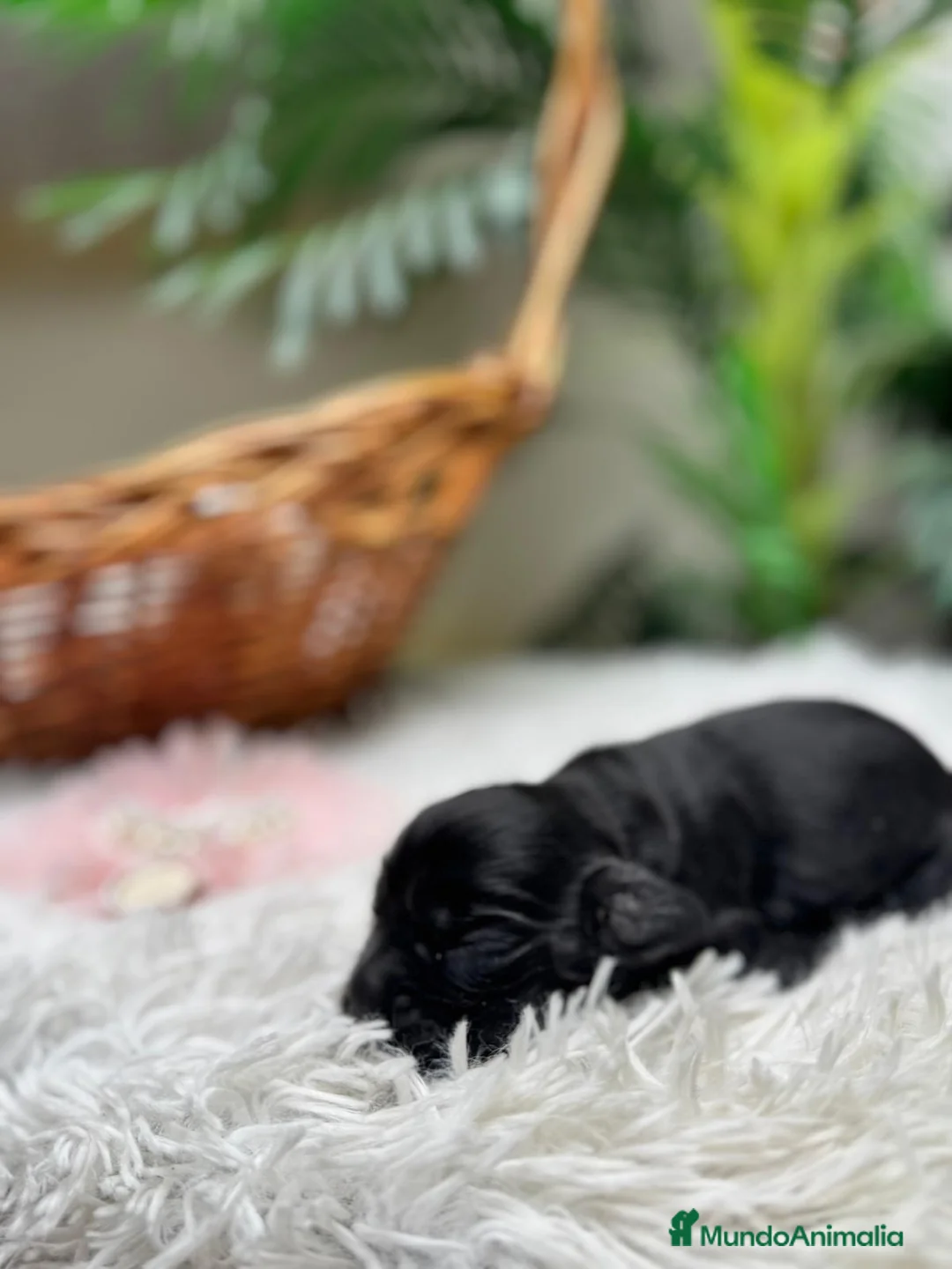 Cocker Spaniel Inglés perros en venta: COCKER HEMBRA - Anuncio 2