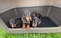 Teckel Miniatura perros en venta: Teckel miniatura arlequín plata  en Madrid - Imagen 2
