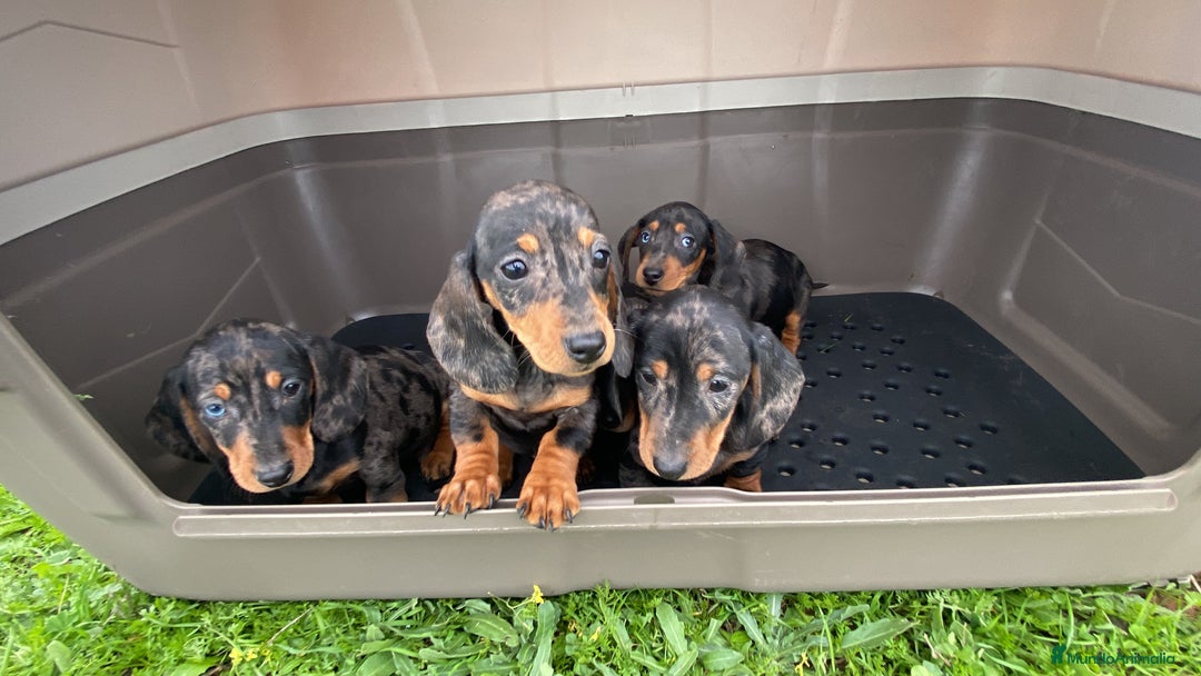 Teckel Miniatura perros en venta: Teckel miniatura arlequín plata  en Madrid - Imagen 2