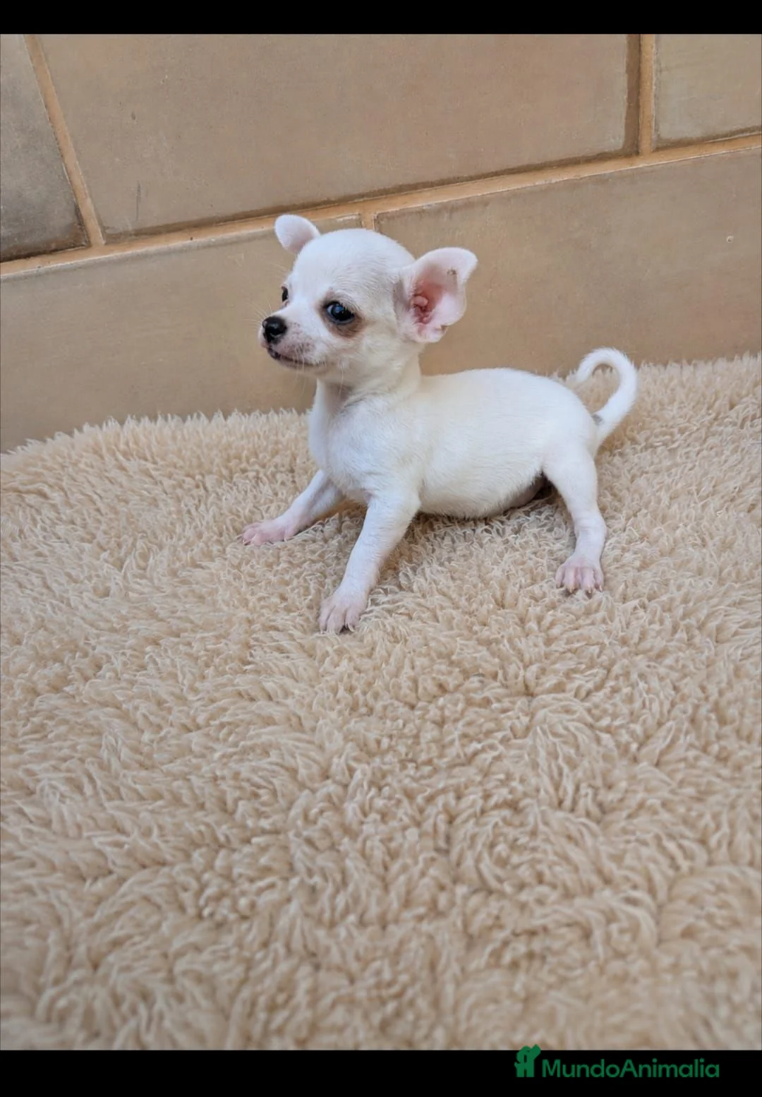 Chihuahua perros en venta: Chihuahua - Anuncio 2