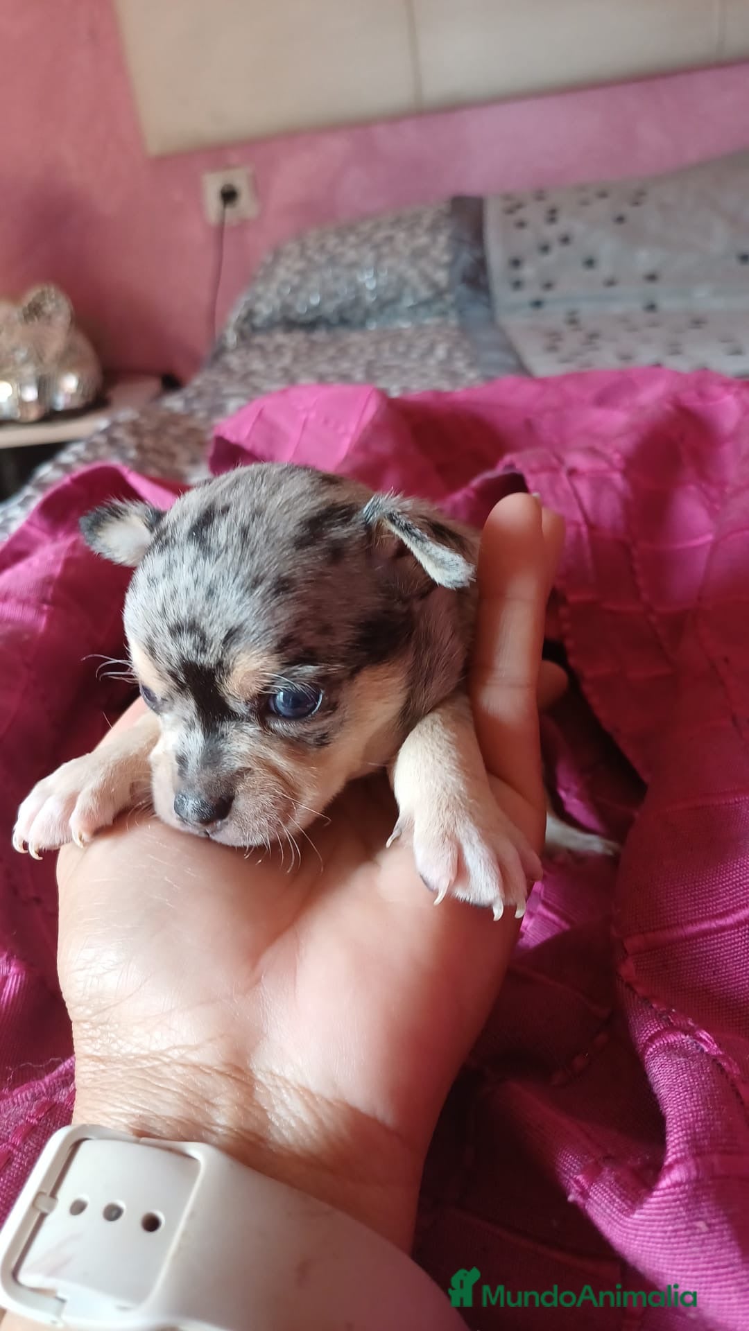 Chihuahua perros Precioso chihuahua macho merle🩵🐾 - Anuncio 1