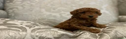 Caniche Toy perros en venta: caniche toy - Anuncio 2