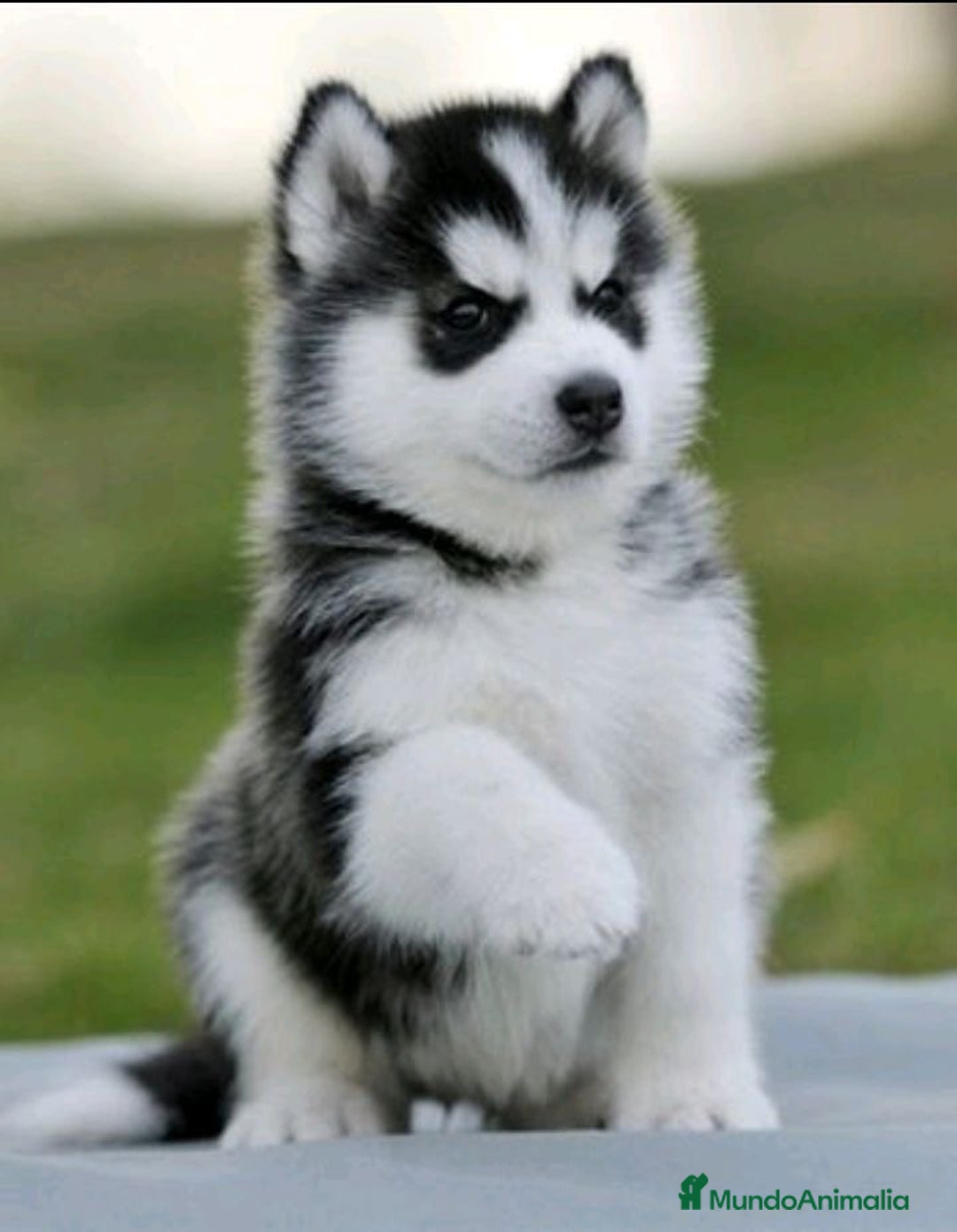 Husky Siberiano perros en venta: CARIÑOSOS CACHORROS DE HUSKY SIBERIANOS  - Anuncio 2