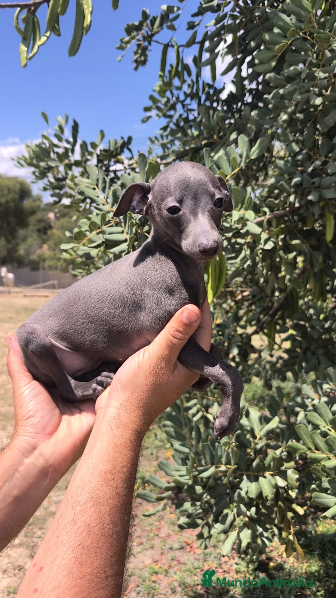 Pequeño Lebrel Italiano perros en venta: Pequeño Lebrel Italiano Galgo Italiano Piccolo  - Anuncio 2