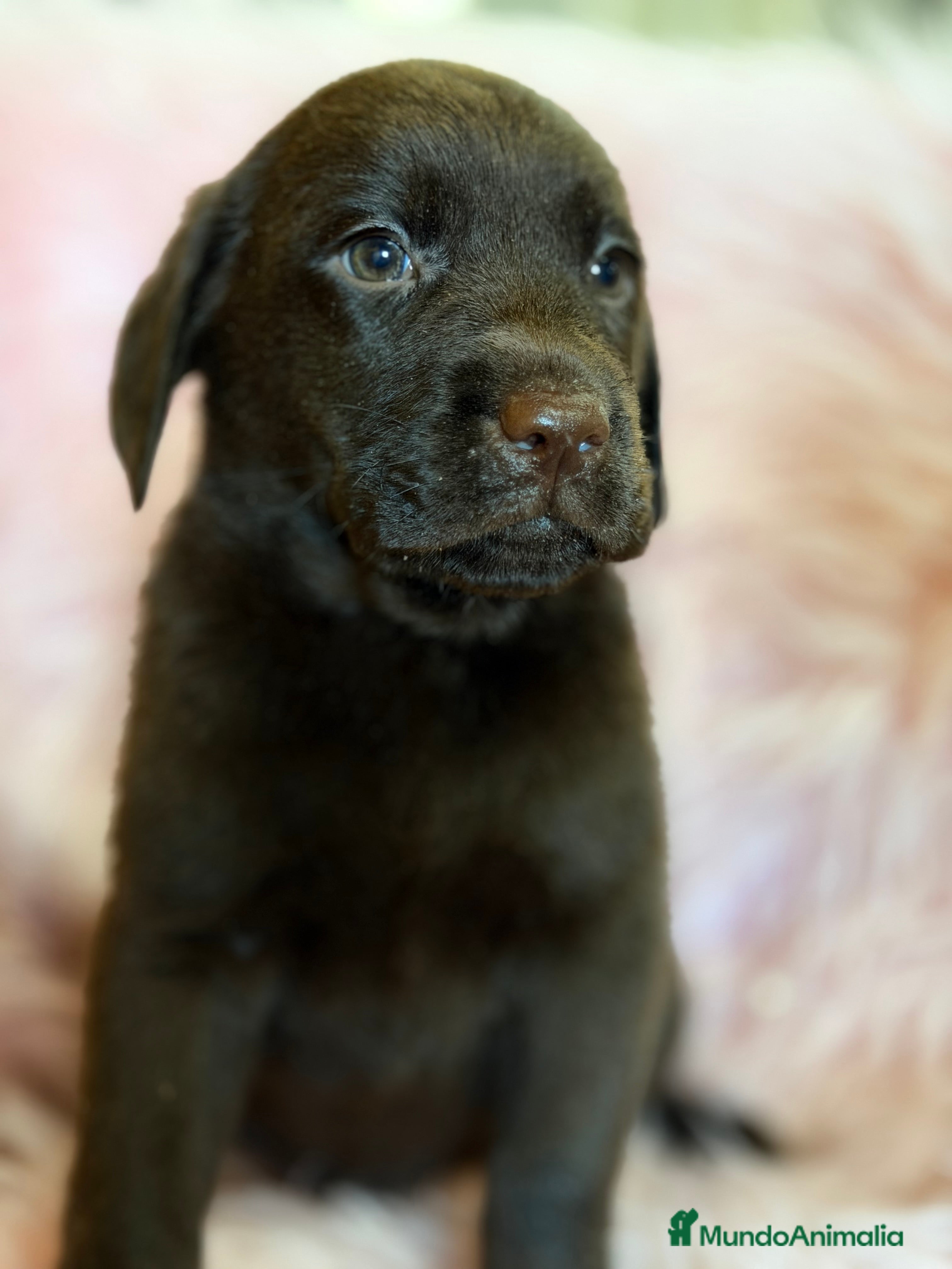 Labrador Retriever perros Labrador chocolate hembra  - Anuncio 1