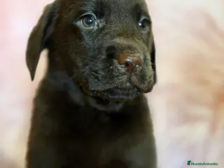 Labrador Retriever perros Labrador chocolate hembra - Anuncio 1