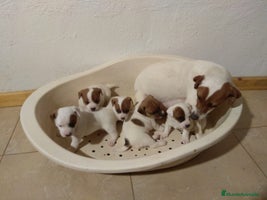 Jack Russell Terrier perros Jack Russell Terrier excelente camada - Anuncio 1