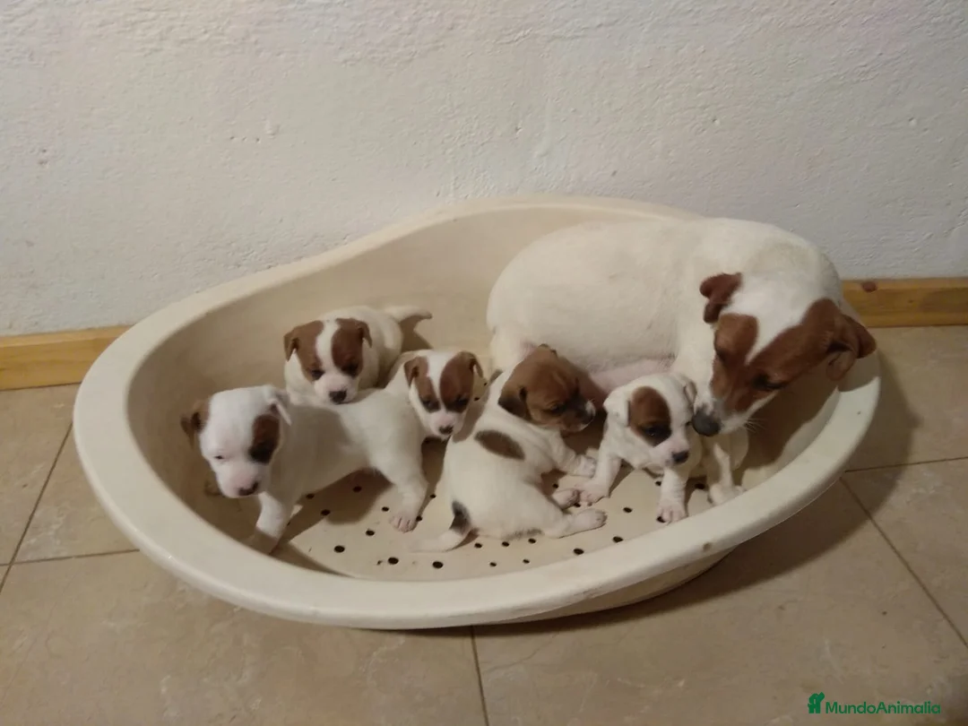 Jack Russell Terrier perros en venta: Jack Russell Terrier excelente camada - Anuncio 3