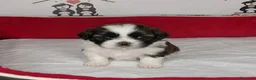 Shih Tzu perros en venta: shih tzu - Anuncio 8