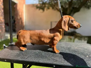 Teckel Miniatura perros Teckels kanichen dorados macho y hembra - Anuncio 1