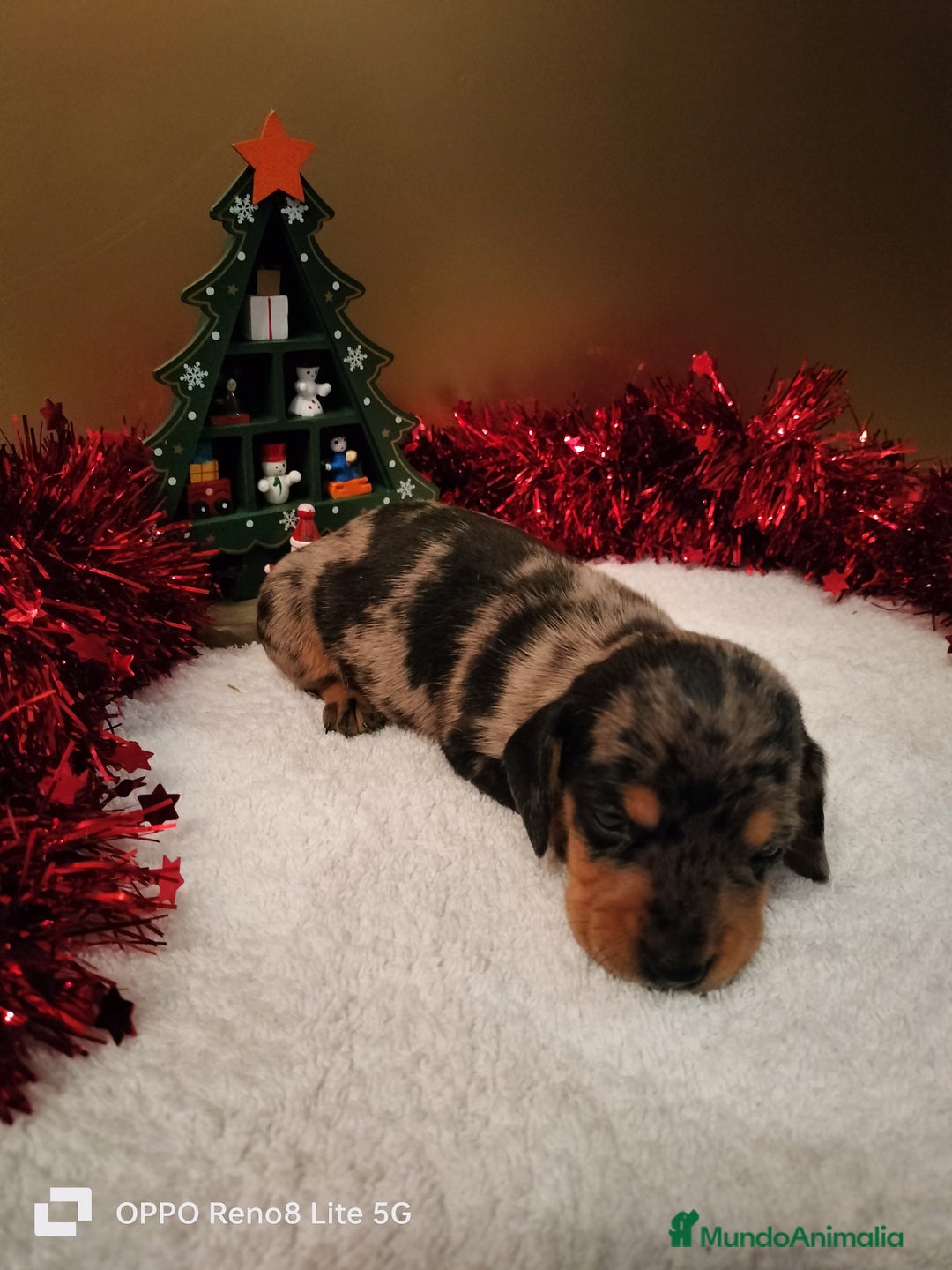 Teckel Miniatura perros en venta: Cachorros de teckel Arlequin miniatura  - Anuncio 3